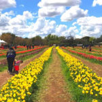Roma reabre el parque de tulipanes
